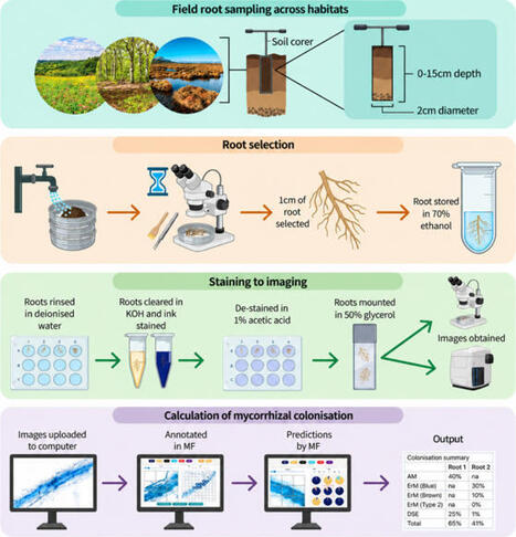 MycorrhizaFinder: a user-friendly machine-learning tool to quantify endomycorrhizal colonisation of nursery and field roots | Plant-Microbe Symbiosis | Scoop.it
