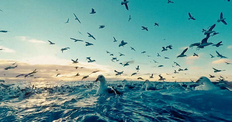 Film documentaire  : La part des singes à La paillette (Rennes) le vendredi 7 novembre à 20H30 | HALIEUTIQUE MER ET LITTORAL | Scoop.it