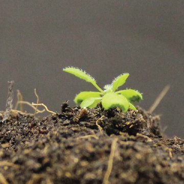 Top match between shade and wounding on leaf growth and movement: an easy win for shade? | I2BC Paris-Saclay | Scoop.it