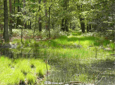 Les mares de la forêt d'Orléans sous surveillance | Biodiversité | Scoop.it