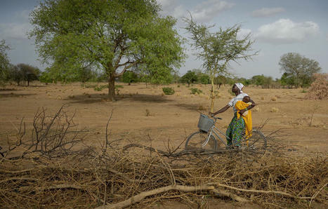 Afrique : Derrière la vague de chaleur si meurtrière au Sahel, un changement climatique « d’origine humaine » | Planète DDurable | Scoop.it