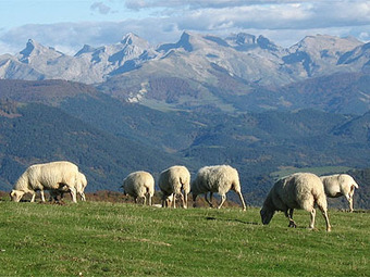 ADELPA plantea iniciativas para la defensa de la ganadería extensiva del Pirineo | Vallées d'Aure & Louron - Pyrénées | Scoop.it
