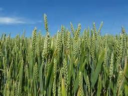 Pourquoi le blé est-il toxique ? | Toxique, soyons vigilant ! | Scoop.it