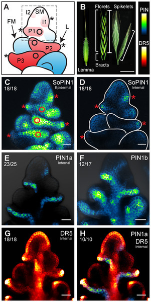 PLOS Computational Biology: A Division in PIN-Mediated Auxin Patterning during Organ Initiation in Grasses | Plant and Seed Biology | Scoop.it