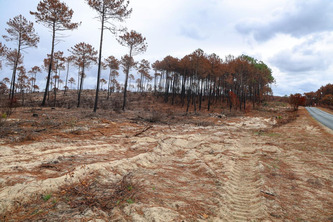 Gestion des for&ecirc;ts fran&ccedil;aises&nbsp;: &laquo;&nbsp;Depuis Colbert, on n&rsquo;a rien compris&nbsp;&raquo; | Nouvelle-Aquitaine | Scoop.it