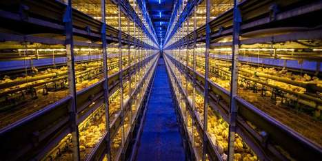 Aux Pays-Bas, le poulet élevé sur étagères à la conquête du monde | LE GRAND NORD | Scoop.it