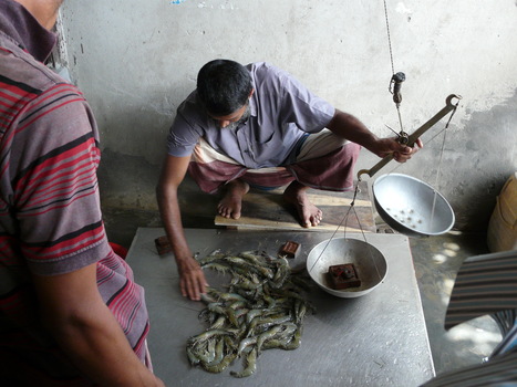 Improving the marketing of Bangladeshi shrimp in the international market | Coastal Restoration | Scoop.it
