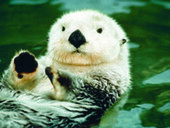 Federal officials sued after eliminating 'no-otter zone' off Southern California coast | Coastal Restoration | Scoop.it
