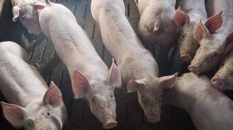 Bretagne: Hénaff s’engage sur la question du bien-être de ses cochons | GREENEYES | Scoop.it