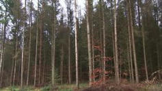 Forêt de demain | Via Vosges | La SELECTION du Web | CAUE des Vosges - www.caue88.com | Scoop.it