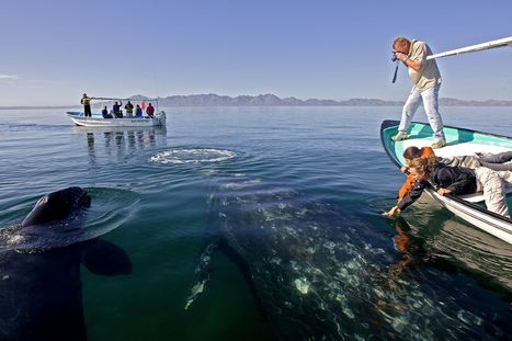 How to Go Whale Watching in Baja California Sur, Mexico | Baja California | Scoop.it