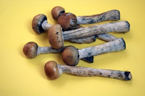 Santa Cruz Is Third U.S. City To Decriminalize Psilocybin, Plant Medicine, As Advocacy Expands | Ayahuasca News | Scoop.it