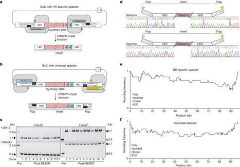 Continuous synthesis of E. coli genome sections and Mb-scale human DNA assembly | SynBioFromLeukipposInstitute | Scoop.it