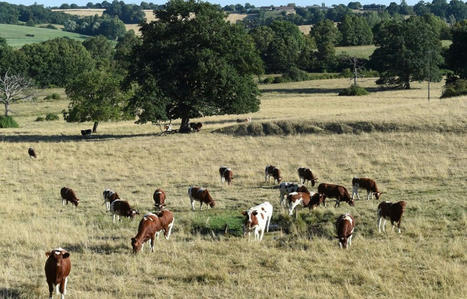 L’élevage bovin décline en France, on doit s’inquiéter ? | Actualité Bétail | Scoop.it