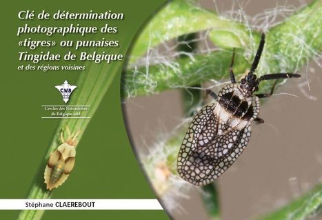 [Parution] Cl&eacute; de d&eacute;termination des &ldquo;tigres&rdquo; ou punaises Tingidae | Vari&eacute;t&eacute;s entomologiques | Scoop.it