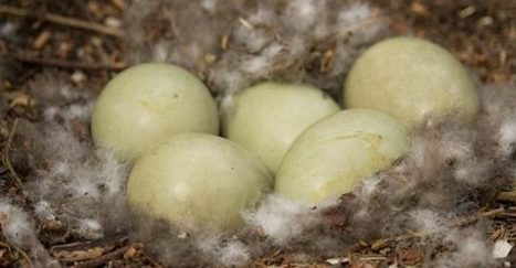Algérie : Les œufs des oiseaux migrateurs utilisés dans la préparation de la pâtisserie | Les oiseaux au gré du vent | Scoop.it