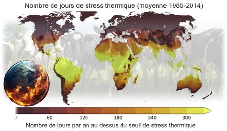 Sélection laitière : Les gènes de la thermotolérance face aux enjeux climatiques | Lait de Normandie... et d'ailleurs | Scoop.it