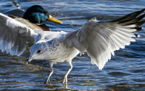 Gulls in Flight Challenge | Mirrorless Cameras | Scoop.it