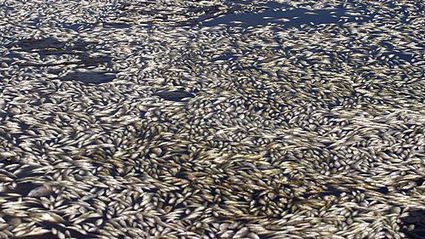 Formosa Admits Steel Mill Spill Caused Fish Deaths / 30.06.2016 | Pollution accidentelle des eaux (+ d&eacute;chets plastiques) | Scoop.it