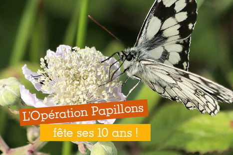 2016 : l'Opération Papillons fête ses 10 ans ! | Vigie Nature | Biodiversité | Scoop.it