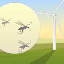 Découvrez pourquoi les éoliennes haïssent les insectes ! | Build Green, pour un habitat écologique | Scoop.it