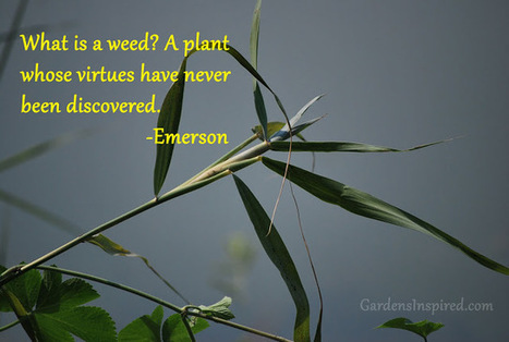 Quote from Emerson | The Muse | Scoop.it