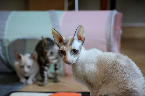 Cornish rex on lyhytkarvainen kissarotu &ndash; Kissat hurmaavat luonteellaan | A1Uutiset - Lukemisen t&auml;hden | Scoop.it