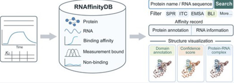 RNAffinityDB: a curated database of experimental RNA&ndash;protein binding affinities | nar | RMH | Scoop.it