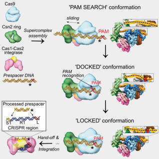 Structural insights into Cas9-mediated prespace...