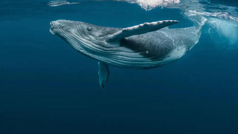 Les baleines sont de retour en Nouvelle-Cal&eacute;donie : la saison d'observation d&eacute;bute le 11 juillet | Revue de presse C&eacute;tac&eacute;s | Scoop.it