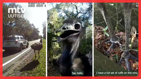 Poliisi jahtasi emua USA:ssa, el&auml;in p&auml;&auml;tyi k&auml;sirautoihin: "&Auml;l&auml; pure" | 1Uutiset - Lukemisen t&auml;hden | Scoop.it