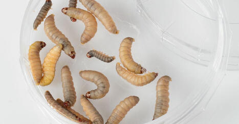 Hungry Worms Could Help Solve Plastic Pollution | The EcoPlum Daily | Scoop.it