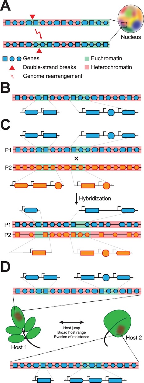Chromatin Biology Impacts Adaptive Evolution of Filamentous Plant Pathogens (2016) | Plant Pathogenomics | Scoop.it