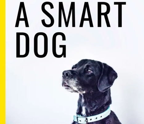 Dog Emotion and Cognition :: Online course | Cultivating Creativity | Scoop.it