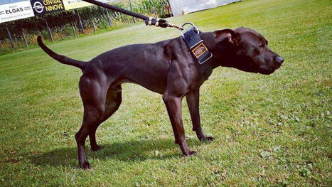 Affaire Elisa Pilarski&nbsp;: plus de 14&nbsp;000 personnes signent une p&eacute;tition pour s&rsquo;opposer &agrave; l&rsquo;euthanasie du chien Curtis - Le Parisien | D&eacute;pendance et fin de vie | Scoop.it