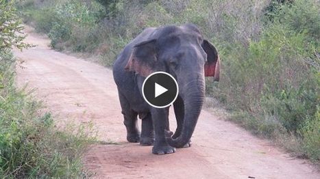 Un éléphant nain observé pour la première fois dans la nature | Meilleure revue de presse de l'univers connu | Scoop.it