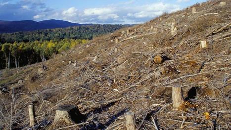 [Voir ou Revoir] "Cash Investigation". Razzia sur le bois | Matériaux recyclés, géo et bio-sourcés en régions méditerranéenne et alpine | Scoop.it