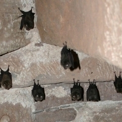 Les chauves-souris, sentinelles des changements en Méditerranée - INSU CNRS | Biodiversité | Scoop.it