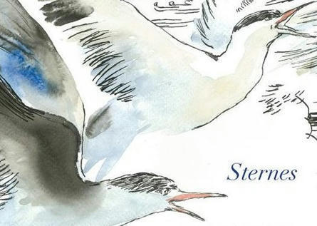 Derniers oiseaux / Sternes - remue.net | j.josse.blogspot | Scoop.it