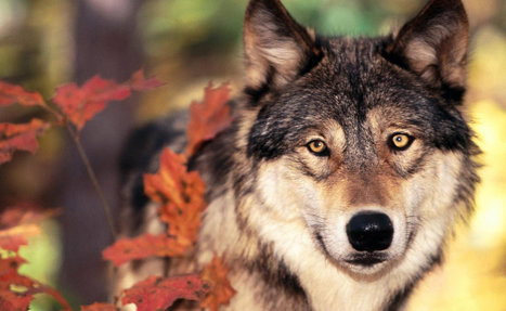 Wolves And Coyotes Feel Sadness And Grieve Like Humans | Loup | Scoop.it