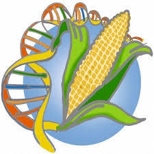 JIM.fr - Où l’on reparle des OGM | Les Colocs du jardin | Scoop.it