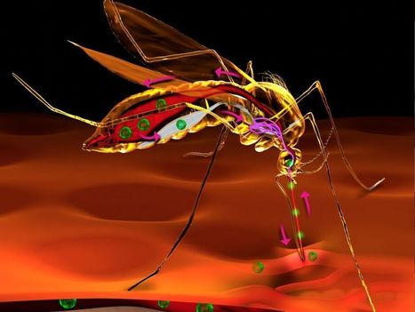 Le nombre de maladies transmises par les insectes a triplé aux Etats-Unis  | Agir pour la biodiversité ! | Scoop.it