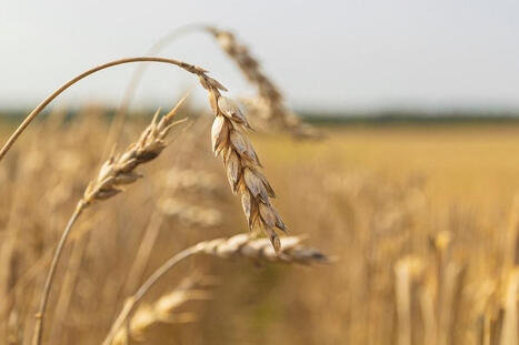 US HRW faces lowest output since 1957 | World Grain | MED-Amin network | Scoop.it