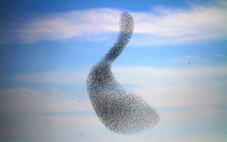 The man who realised that birds’ flight patterns explain the physics of the universe | ToK Essays Nov 2024 | Scoop.it