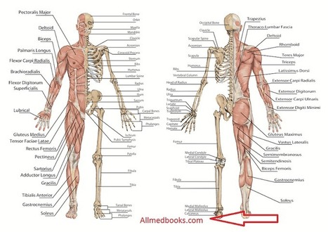 netter atlas of human anatomy 5th edition pdf torrent