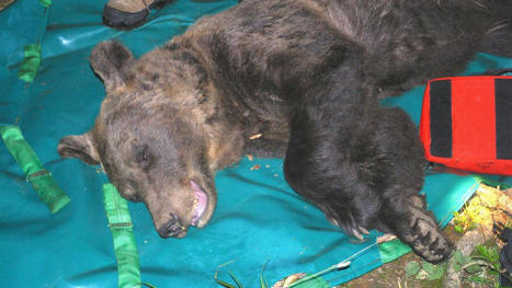 Ours des Pyrénées : l'ourse Sarousse abattue pendant une battue au sanglier en Espagne | Biodiversité | Scoop.it