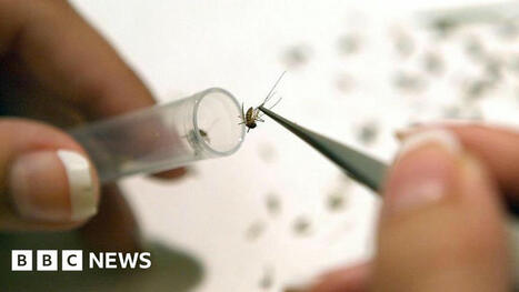 West Nile Virus Detected in UK Mosquitoes for First Time | Virus World | Scoop.it