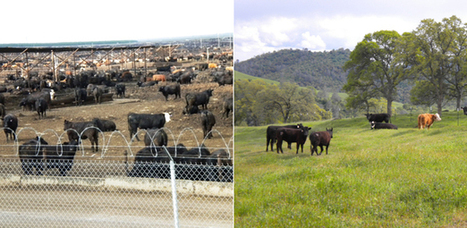 So You Want To Eat Meat? Feedlots vs. Pastures | YOUR FOOD, YOUR ENVIRONMENT, YOUR HEALTH: #Biotech #GMOs #Pesticides #Chemicals #FactoryFarms #CAFOs #BigFood | Scoop.it