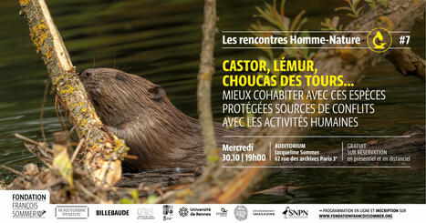 Castor, lémur brun, choucas des tours : mieux cohabiter avec ces espèces protégées sources de conflits avec les activités humaines | Biodiversité | Scoop.it