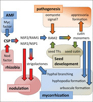 Signaling at the Root Surface: The Role of Cutin Monomers in Mycorrhization | Plant-Microbe Symbiosis | Scoop.it